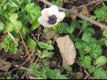 Thumbnail Image, Click to Enlarge thumb_IMG_1654.JPG