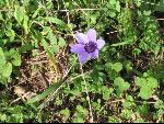 Thumbnail Image, Click to Enlarge thumb_IMG_1656.JPG