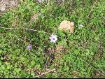 Thumbnail Image, Click to Enlarge thumb_IMG_1657.JPG
