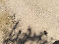 IMG_20260524_121742.jpg