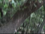 Thumbnail Image, Click to Enlarge thumb_IMG_1911.JPG