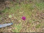 Thumbnail Image, Click to Enlarge thumb_IMG_1913.JPG
