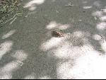 Thumbnail Image, Click to Enlarge thumb_IMG_1924.JPG