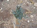 Thumbnail Image, Click to Enlarge thumb_IMG_0214.JPG