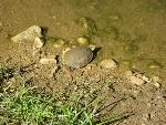 Thumbnail Image, Click to Enlarge thumb_IMG_0105.JPG