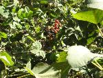 Thumbnail Image, Click to Enlarge thumb_IMG_0108.JPG