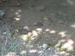 Thumbnail Image, Click to Enlarge thumb_IMG_0135.JPG