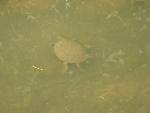 Thumbnail Image, Click to Enlarge thumb_IMG_0136.JPG