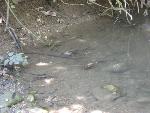 Thumbnail Image, Click to Enlarge thumb_IMG_0138.JPG