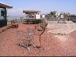 Thumbnail Image, Click to Enlarge thumb_IMG_0698.JPG