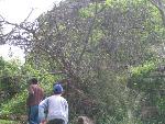 Thumbnail Image, Click to Enlarge thumb_IMG_4180.JPG