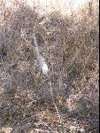 Thumbnail Image, Click to Enlarge thumb_IMG_2124.JPG