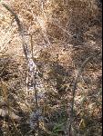 Thumbnail Image, Click to Enlarge thumb_IMG_2125.JPG