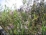Thumbnail Image, Click to Enlarge thumb_IMG_1386.JPG