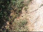 Thumbnail Image, Click to Enlarge thumb_IMG_1398.JPG