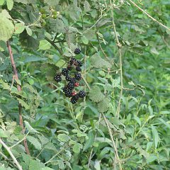 IMG_3866