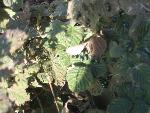 Thumbnail Image, Click to Enlarge thumb_IMG_3566.JPG