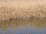 Thumbnail Image, Click to Enlarge thumb_IMG_3569.JPG