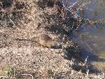 Thumbnail Image, Click to Enlarge thumb_IMG_3575.JPG