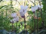 Thumbnail Image, Click to Enlarge thumb_IMG_4028.JPG