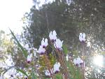 Thumbnail Image, Click to Enlarge thumb_IMG_4031.JPG