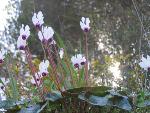 Thumbnail Image, Click to Enlarge thumb_IMG_4032.JPG
