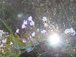Thumbnail Image, Click to Enlarge thumb_IMG_4033.JPG