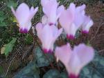 Thumbnail Image, Click to Enlarge thumb_IMG_4041.JPG