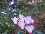 Thumbnail Image, Click to Enlarge thumb_IMG_4042.JPG
