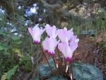 Thumbnail Image, Click to Enlarge thumb_IMG_4043.JPG