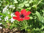Thumbnail Image, Click to Enlarge thumb_IMG_4044.JPG