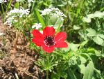 Thumbnail Image, Click to Enlarge thumb_IMG_4045.JPG