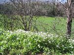 Thumbnail Image, Click to Enlarge thumb_IMG_4050.JPG