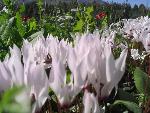Thumbnail Image, Click to Enlarge thumb_IMG_4055.JPG