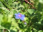 Thumbnail Image, Click to Enlarge thumb_IMG_4056.JPG