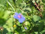 Thumbnail Image, Click to Enlarge thumb_IMG_4057.JPG