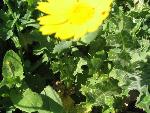 Thumbnail Image, Click to Enlarge thumb_IMG_4061.JPG