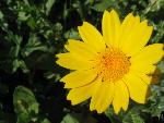 Thumbnail Image, Click to Enlarge thumb_IMG_4062.JPG