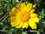 Thumbnail Image, Click to Enlarge thumb_IMG_4064.JPG