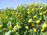 Thumbnail Image, Click to Enlarge thumb_IMG_4066.JPG