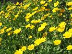 Thumbnail Image, Click to Enlarge thumb_IMG_4070.JPG