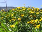 Thumbnail Image, Click to Enlarge thumb_IMG_4071.JPG