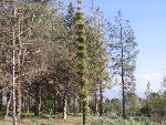 Thumbnail Image, Click to Enlarge thumb_IMG_4072.JPG