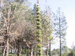 Thumbnail Image, Click to Enlarge thumb_IMG_4073.JPG