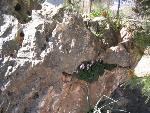 Thumbnail Image, Click to Enlarge thumb_IMG_4080.JPG