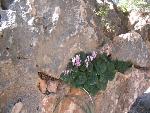 Thumbnail Image, Click to Enlarge thumb_IMG_4081.JPG