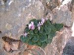 Thumbnail Image, Click to Enlarge thumb_IMG_4082.JPG