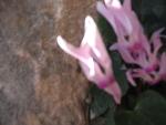 Thumbnail Image, Click to Enlarge thumb_IMG_4083.JPG