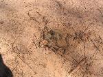 Thumbnail Image, Click to Enlarge thumb_IMG_4084.JPG