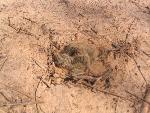 Thumbnail Image, Click to Enlarge thumb_IMG_4085.JPG
